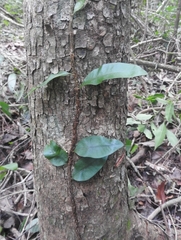 Microgramma nitida (Microgramma nitida)