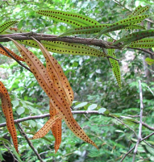 Microgramma nitida: Microgramma nitida