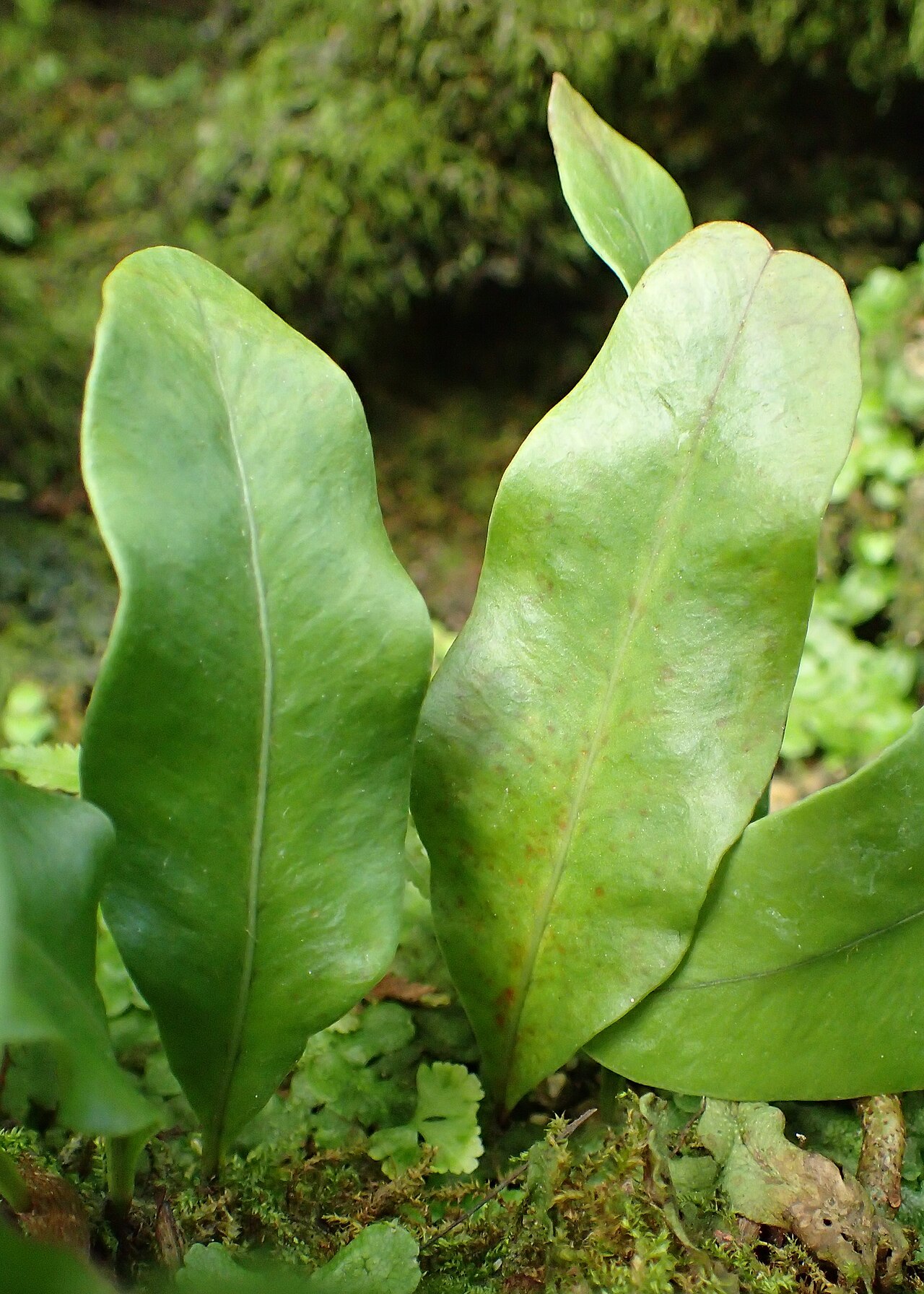 Microgramma nitida: Microgramma nitida in Lincoln Park Conservatory, Chicago