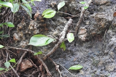 Microgramma nitida (Microgramma nitida)