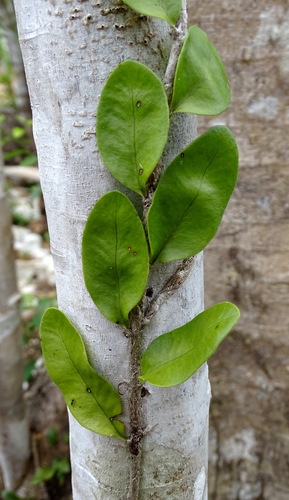 Microgramma nitida (Microgramma nitida)