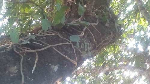 Microgramma nitida (Microgramma nitida)