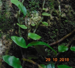 Microgramma nitida (Microgramma nitida)