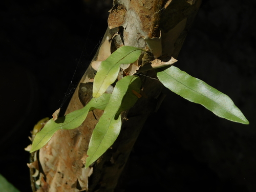 Microgramma nitida (Microgramma nitida)