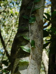 Microgramma nitida (Microgramma nitida)