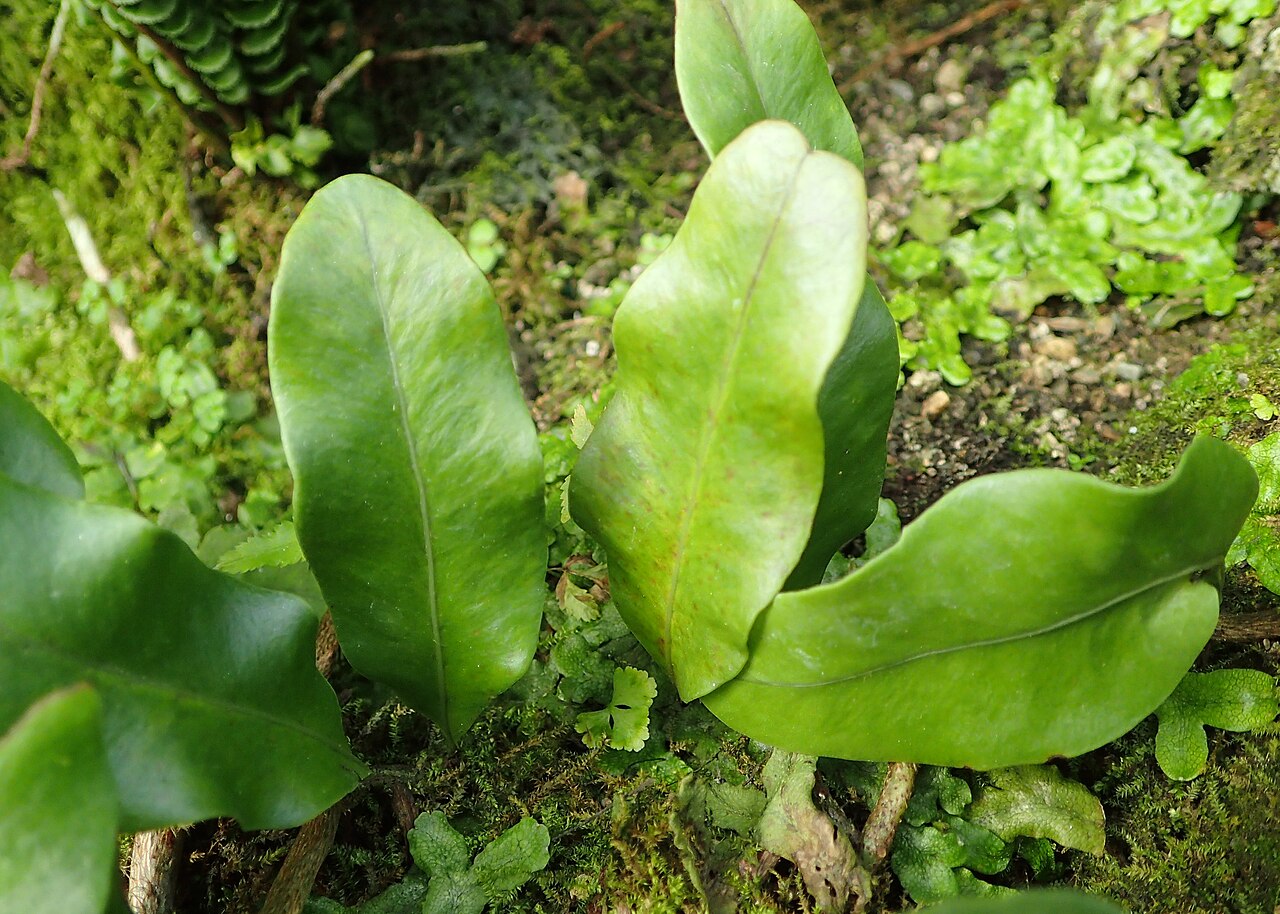 Microgramma nitida: Microgramma nitida in Lincoln Park Conservatory, Chicago