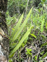 Microgramma percussa (Microgramma percussa)
