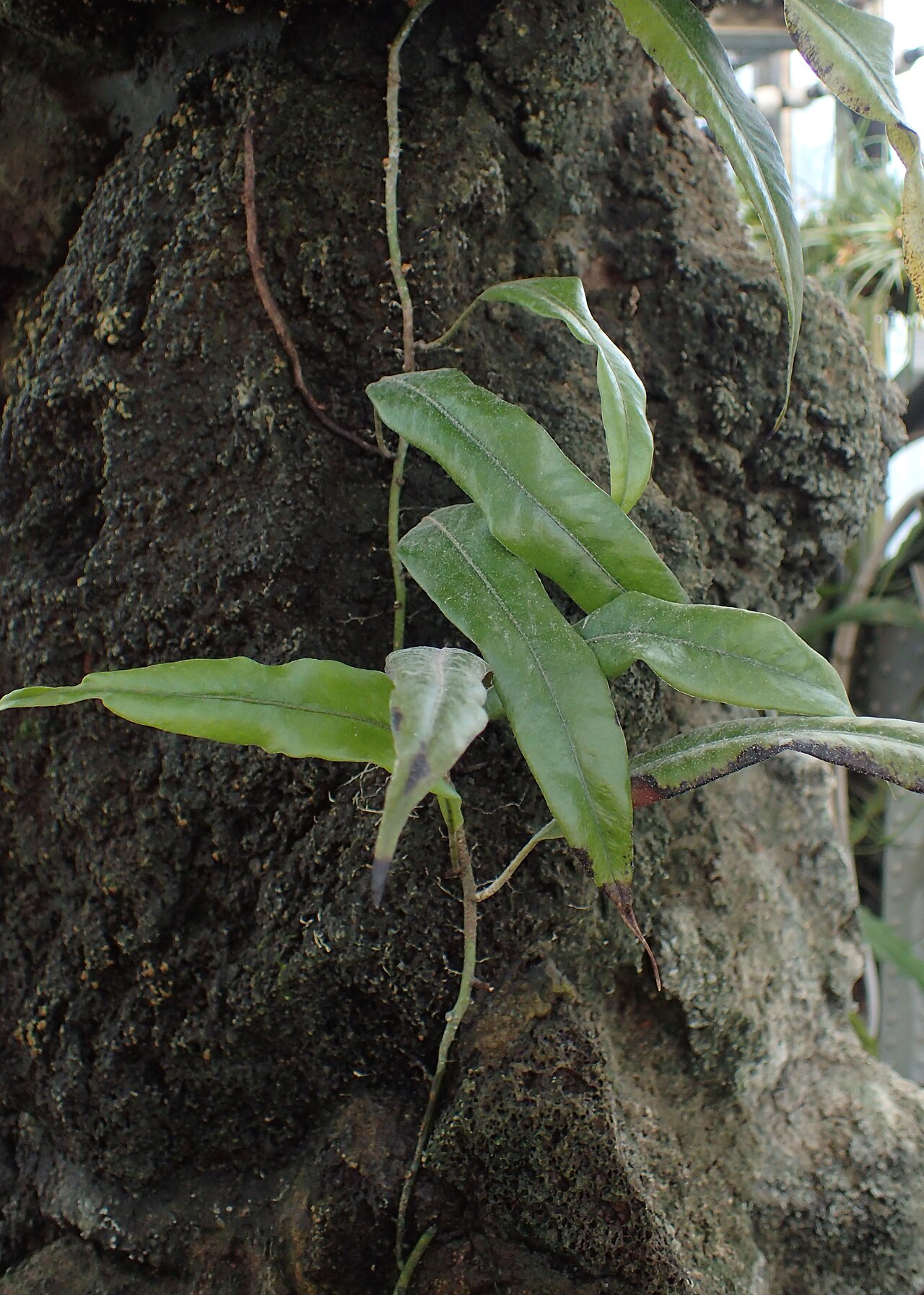 Microgramma percussa: Pleopeltis percussa in the Botanischer Garten, Berlin-Dahlem