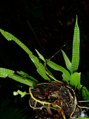 Microgramma percussa (Microgramma percussa)