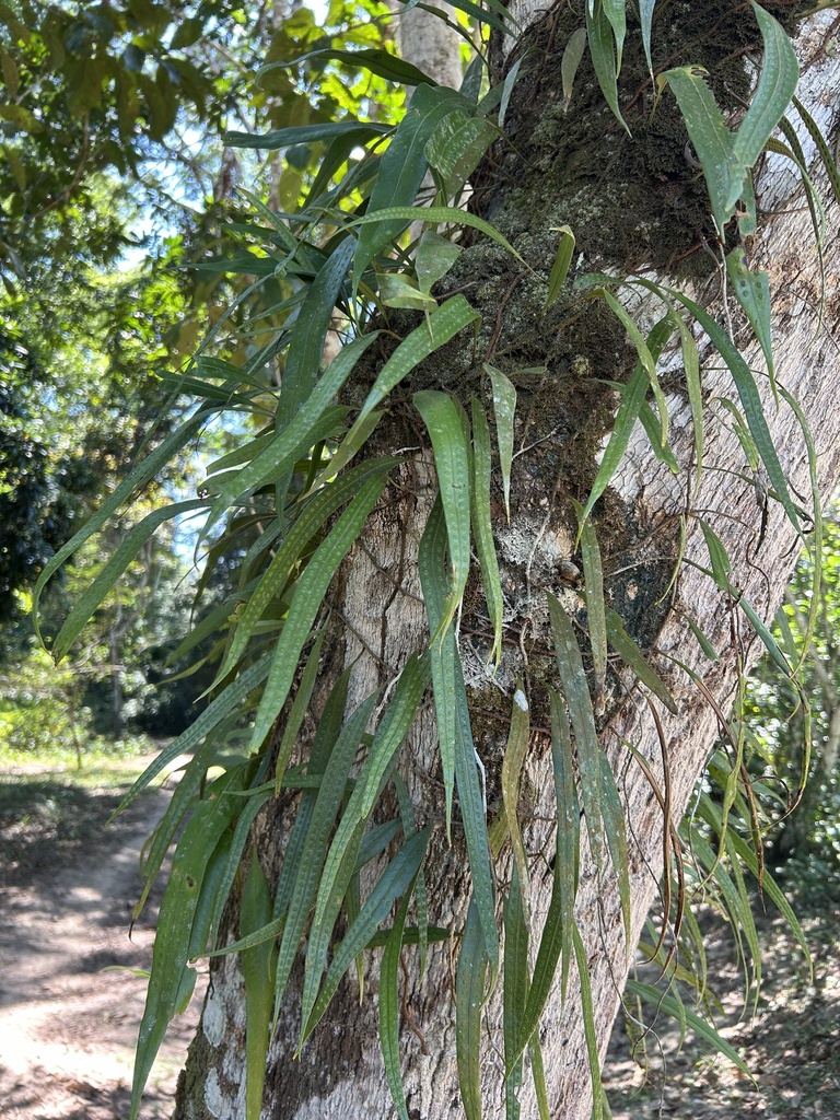 Microgramma percussa (Microgramma percussa)