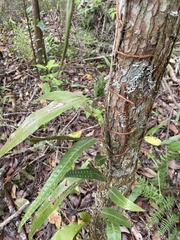 Microgramma percussa (Microgramma percussa)