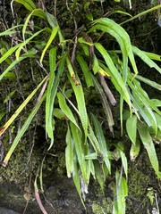Microgramma percussa (Microgramma percussa)