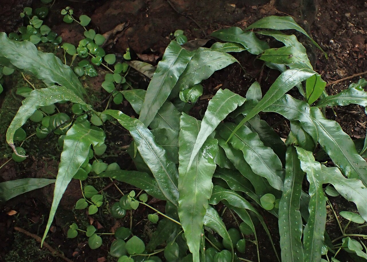 Microgramma percussa: Pleopeltis percussa in the Botanischer Garten, Berlin-Dahlem
