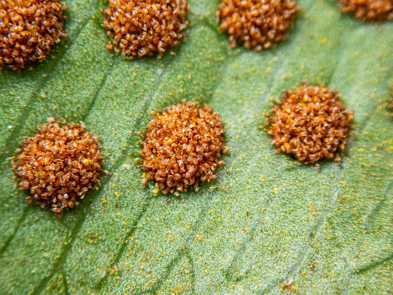Microgramma percussa: Registro de Microgramma percussa em Parque Estadual Serra do Mar.