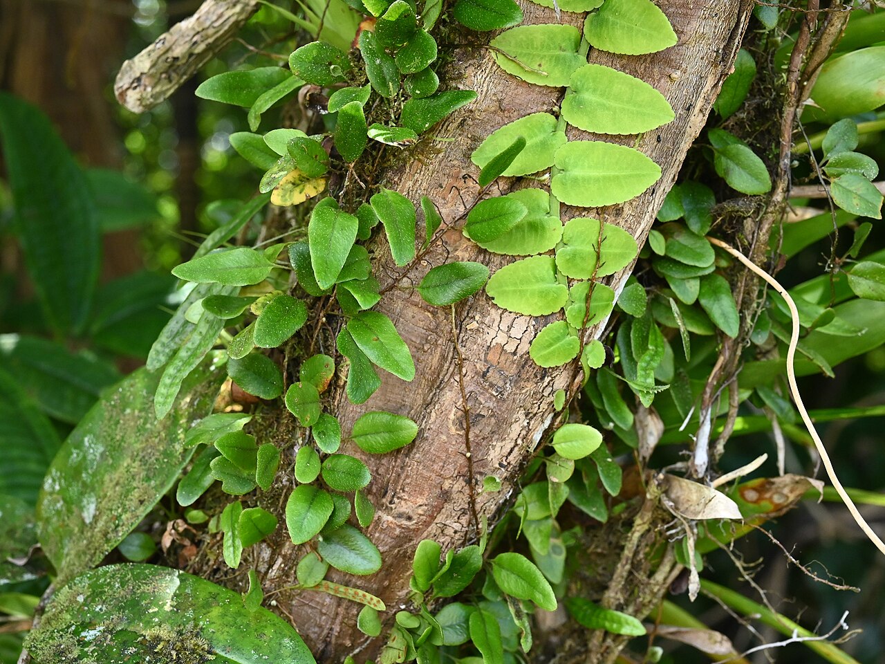 Hairy snakefern: Microgramma piloselloides between Deshaies and Morne Mazeau on Guadeloupe