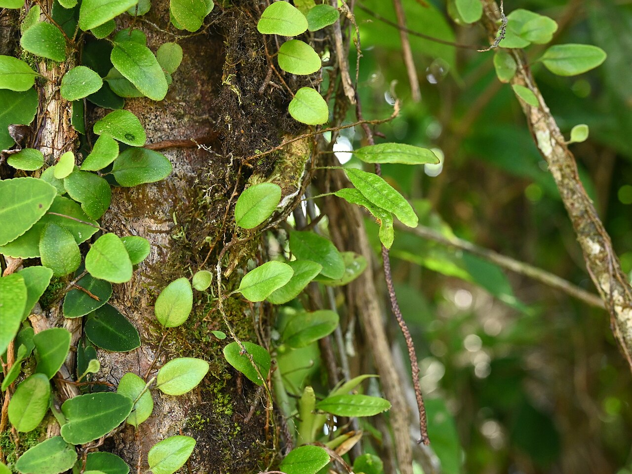 Hairy snakefern: Microgramma piloselloides between Deshaies and Morne Mazeau on Guadeloupe