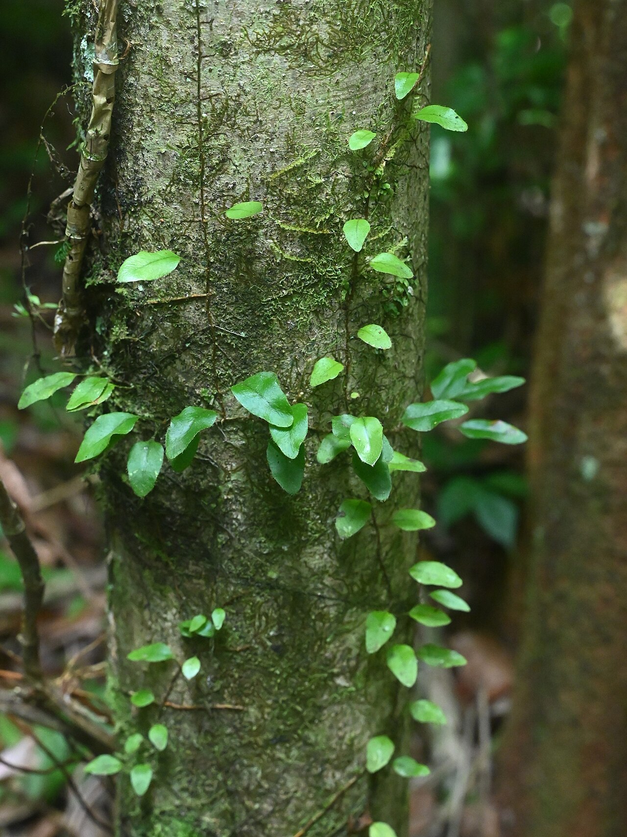Hairy snakefern: Microgramma piloselloides at the Trace des Ruisseaux at Bras David on Guadeloupe