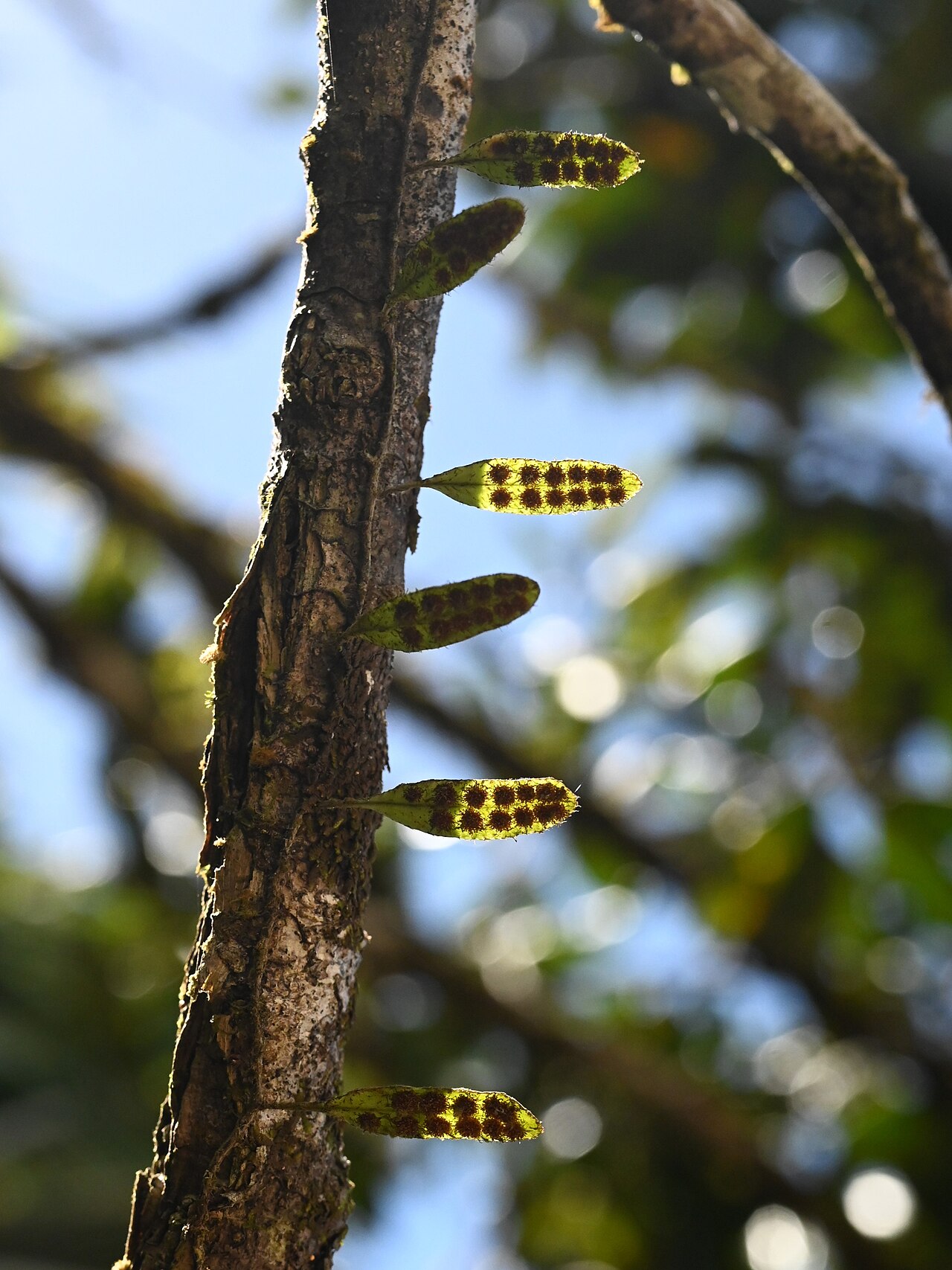 Hairy snakefern: Microgramma piloselloides between Deshaies and Morne Mazeau on Guadeloupe