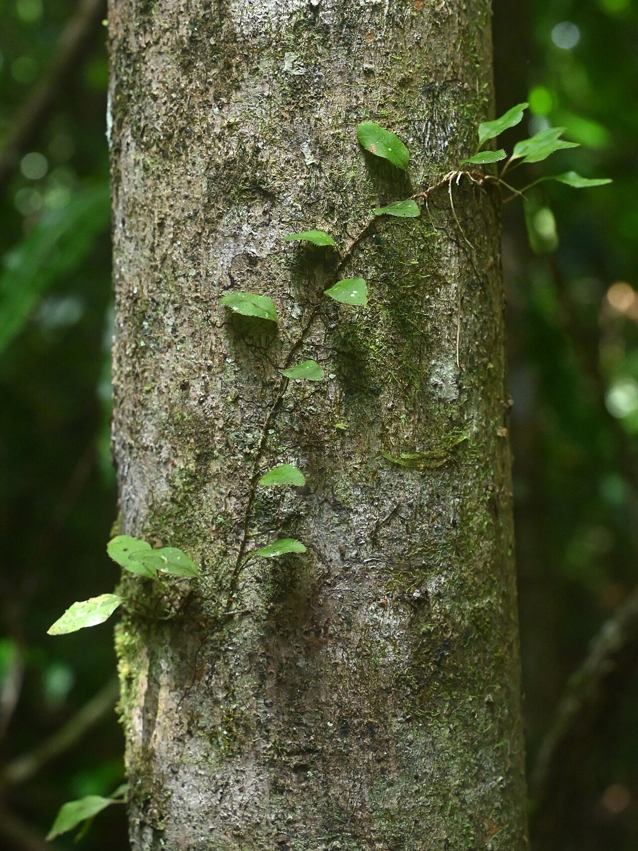 Hairy snakefern: Microgramma piloselloides at the Trace des Ruisseaux at Bras David on Guadeloupe