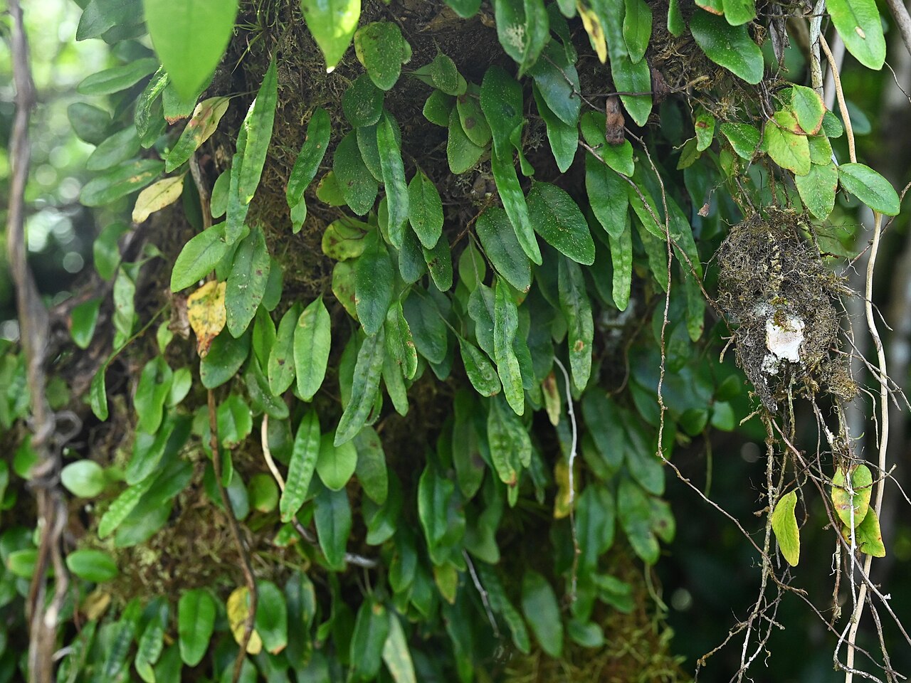 Hairy snakefern: Microgramma piloselloides between Deshaies and Morne Mazeau on Guadeloupe