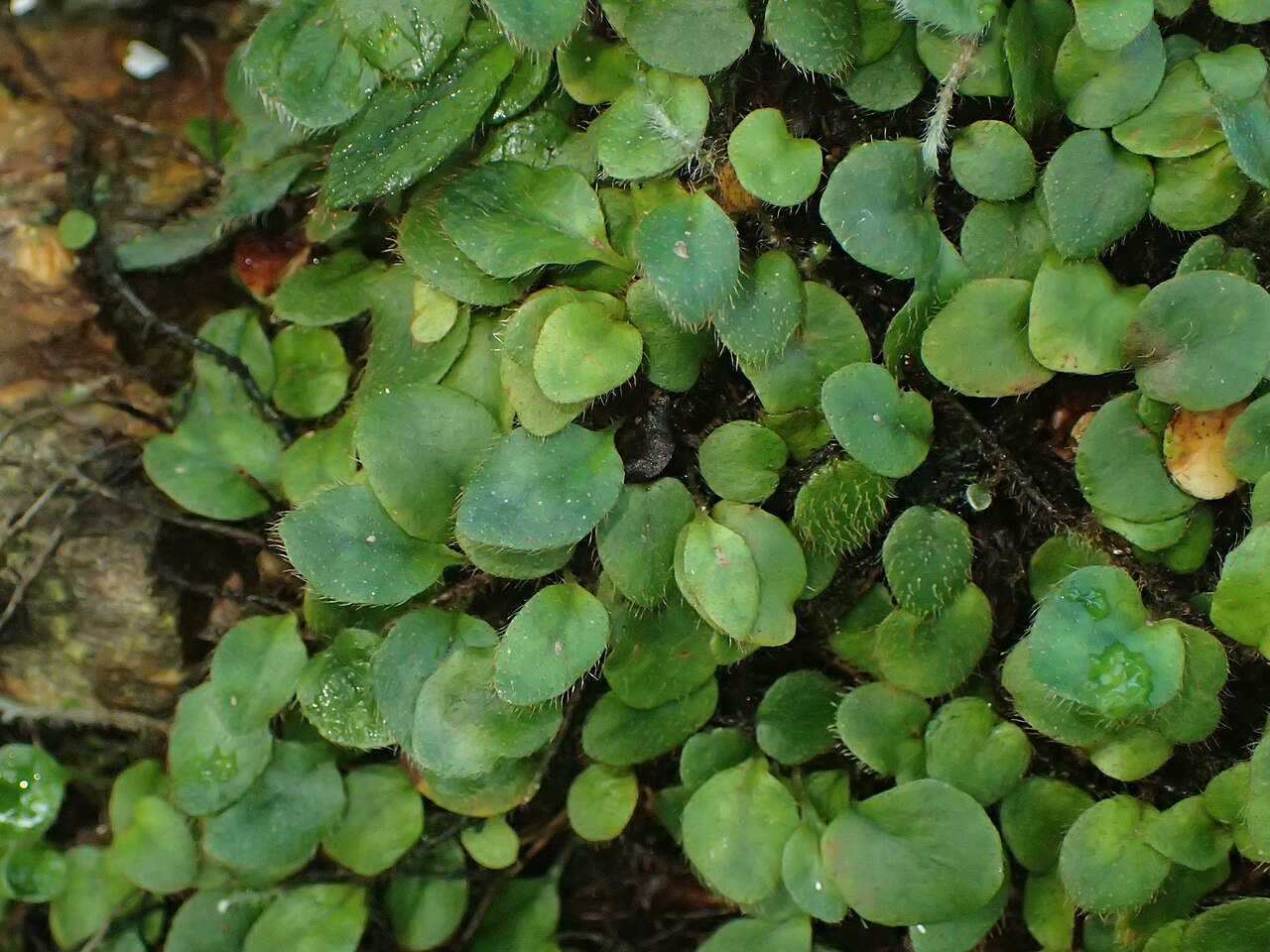 Microgramma reptans: Microgramma reptans (labelled as Microgramma ciliata) in the Botanischer Garten, Berlin-Dahlem
