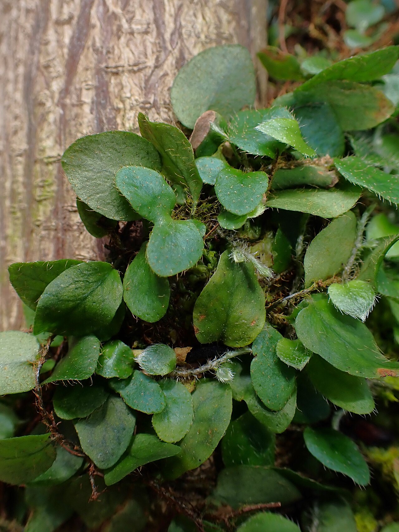 Microgramma reptans: Microgramma reptans in the Botanischer Garten, Berlin-Dahlem