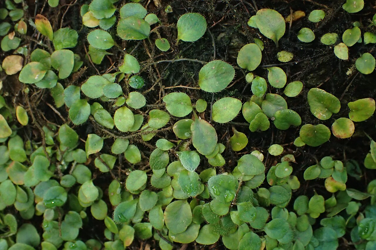Microgramma reptans: Microgramma reptans (labelled as Microgramma ciliata) in the Botanischer Garten, Berlin-Dahlem