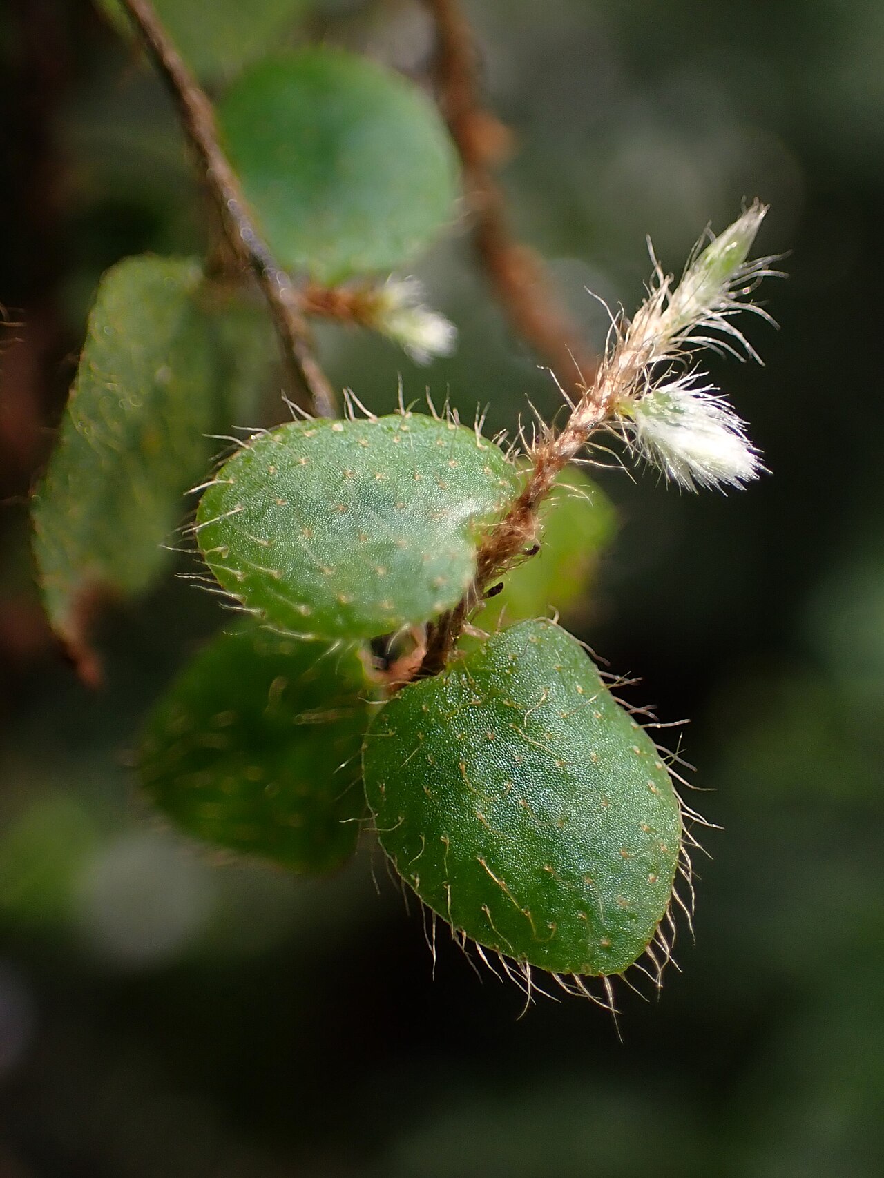 Microgramma reptans: Microgramma reptans in the Botanischer Garten, Berlin-Dahlem