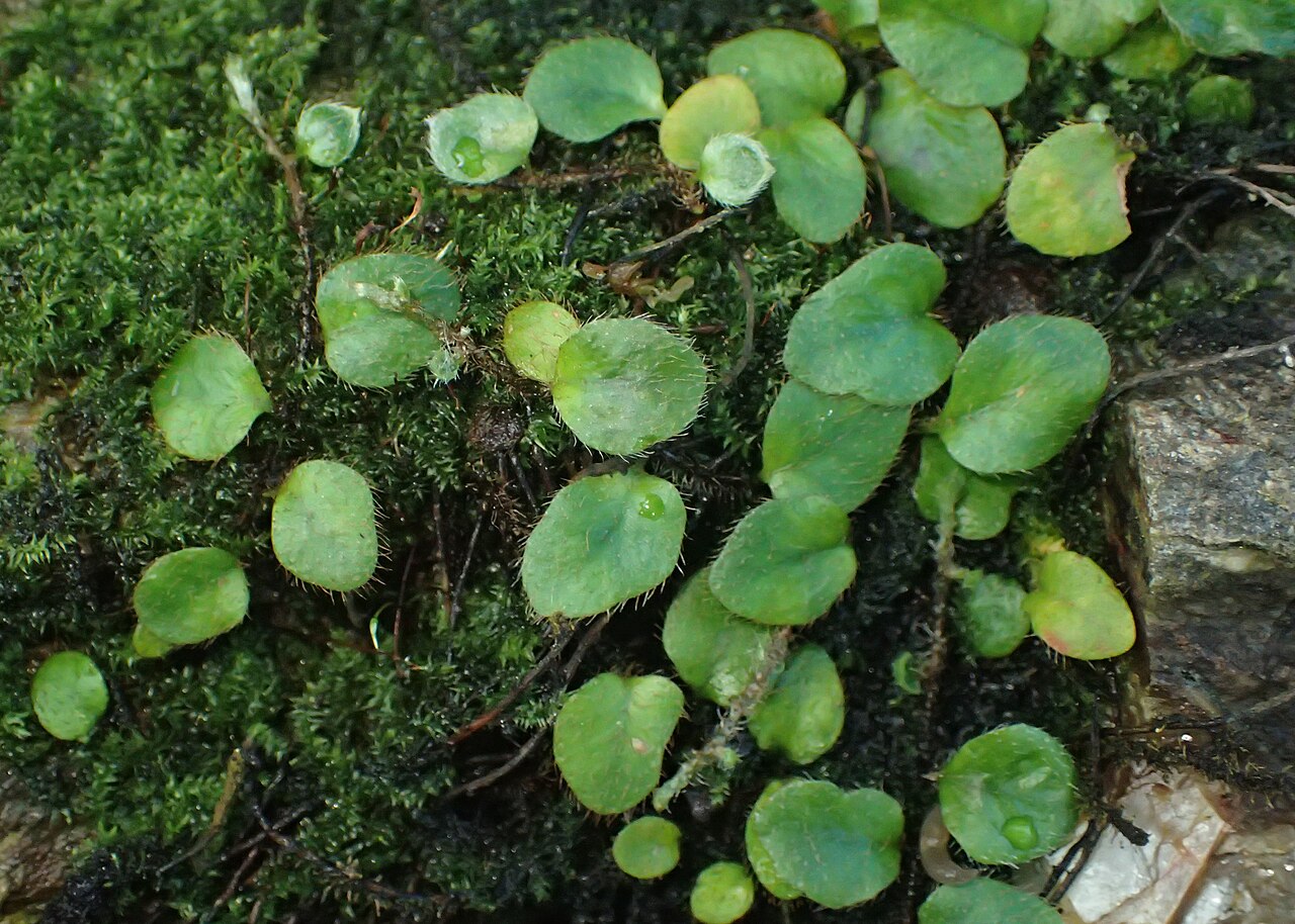 Microgramma reptans: Microgramma reptans (labelled as Microgramma ciliata) in the Botanischer Garten, Berlin-Dahlem