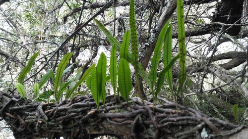 Microgramma squamulosa (Microgramma squamulosa)