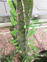 Microgramma squamulosa (Microgramma squamulosa)