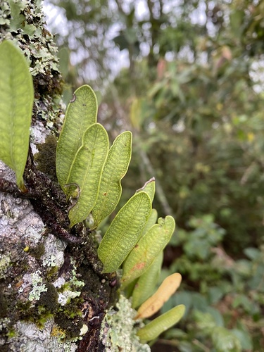 Microgramma squamulosa (Microgramma squamulosa)