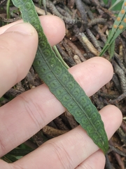 Microgramma squamulosa (Microgramma squamulosa)