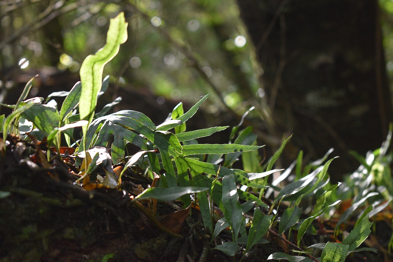 Microgramma squamulosa: Microgramma squamulosa