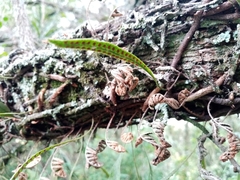 Microgramma squamulosa (Microgramma squamulosa)