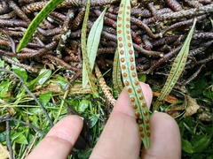 Microgramma squamulosa (Microgramma squamulosa)