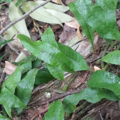 Microgramma squamulosa (Microgramma squamulosa)