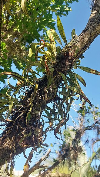 Microgramma squamulosa: Image of Microgramma squamulosa