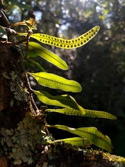 Microgramma squamulosa (Microgramma squamulosa)
