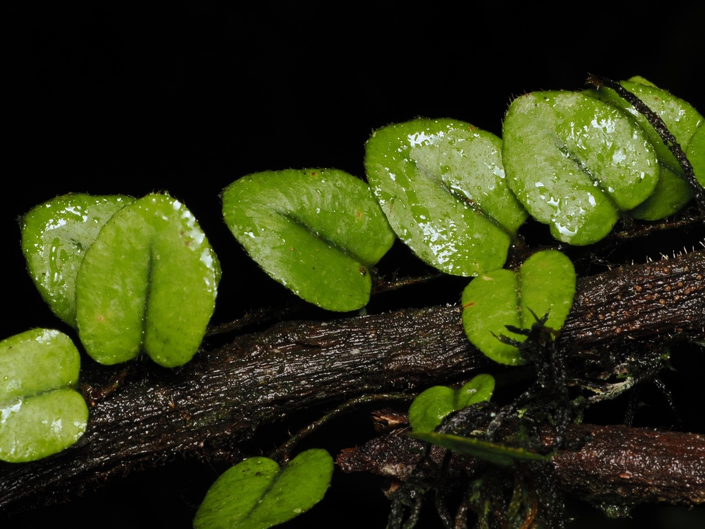 Microgramma tecta (Microgramma tecta)