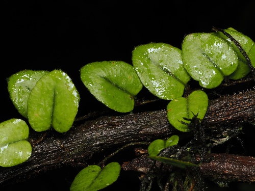 Microgramma tecta (Microgramma tecta)
