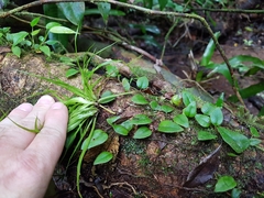 Microgramma tecta (Microgramma tecta)