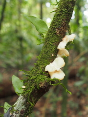 Microgramma tecta (Microgramma tecta)