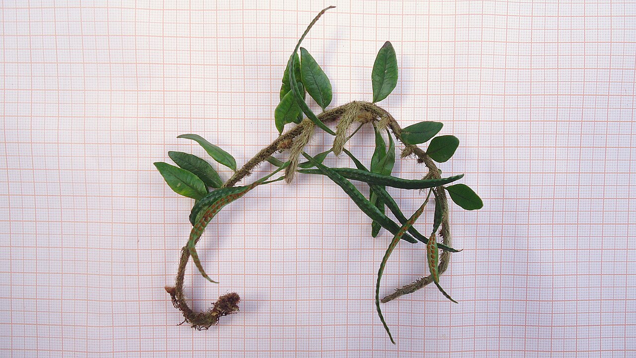 Microgramma vacciniifolia: Microgramma vacciniifolia (Langsd. & Fisch.) Copel.