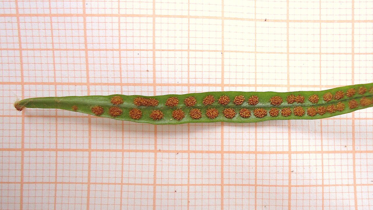Microgramma vacciniifolia: Microgramma vacciniifolia (Langsd. & Fisch.) Copel.