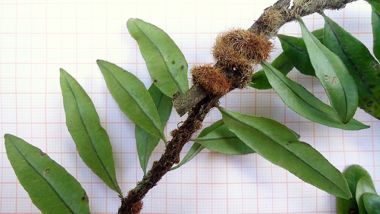 Microgramma vacciniifolia: Microgramma vacciniifolia (Langsd. & Fisch.) Copel.