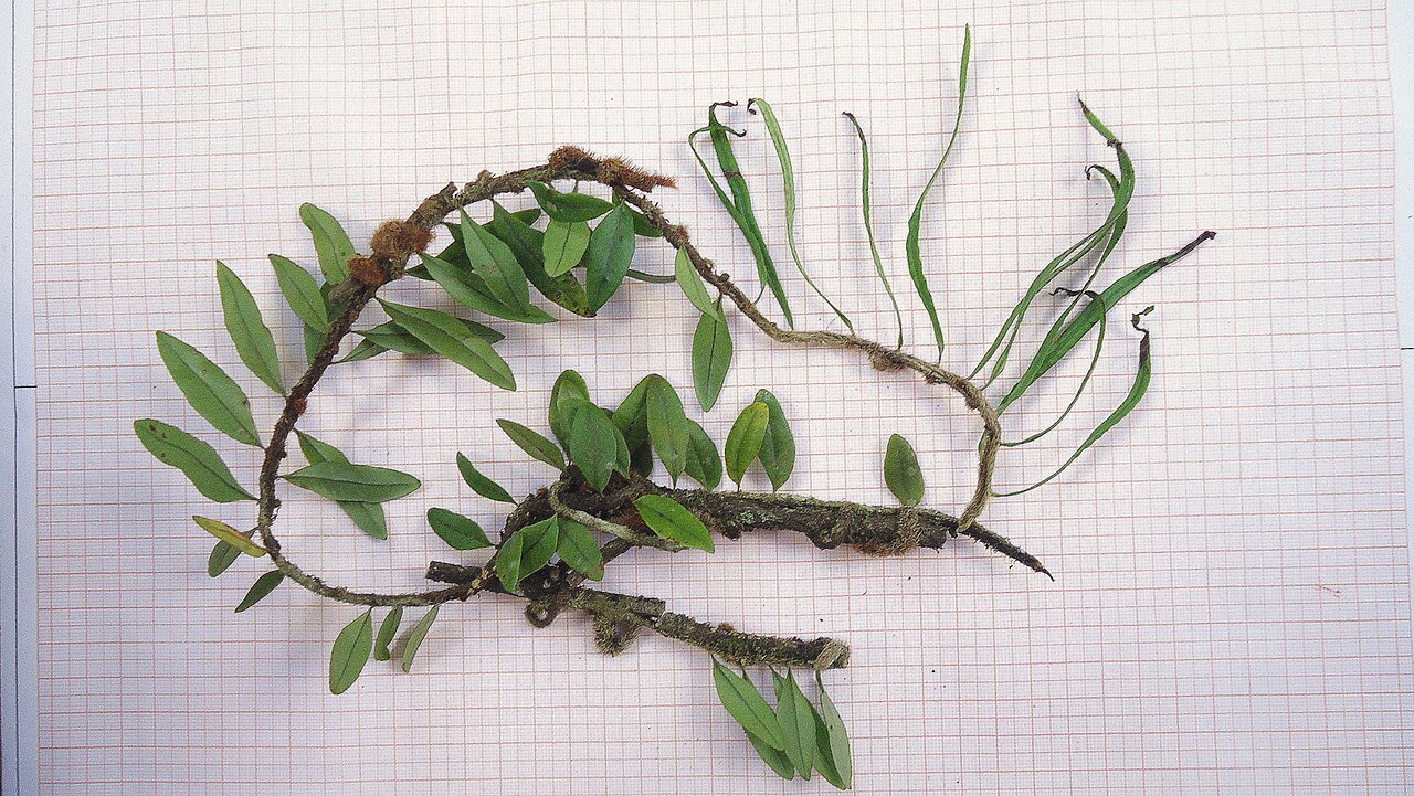 Microgramma vacciniifolia: Microgramma vacciniifolia (Langsd. & Fisch.) Copel.