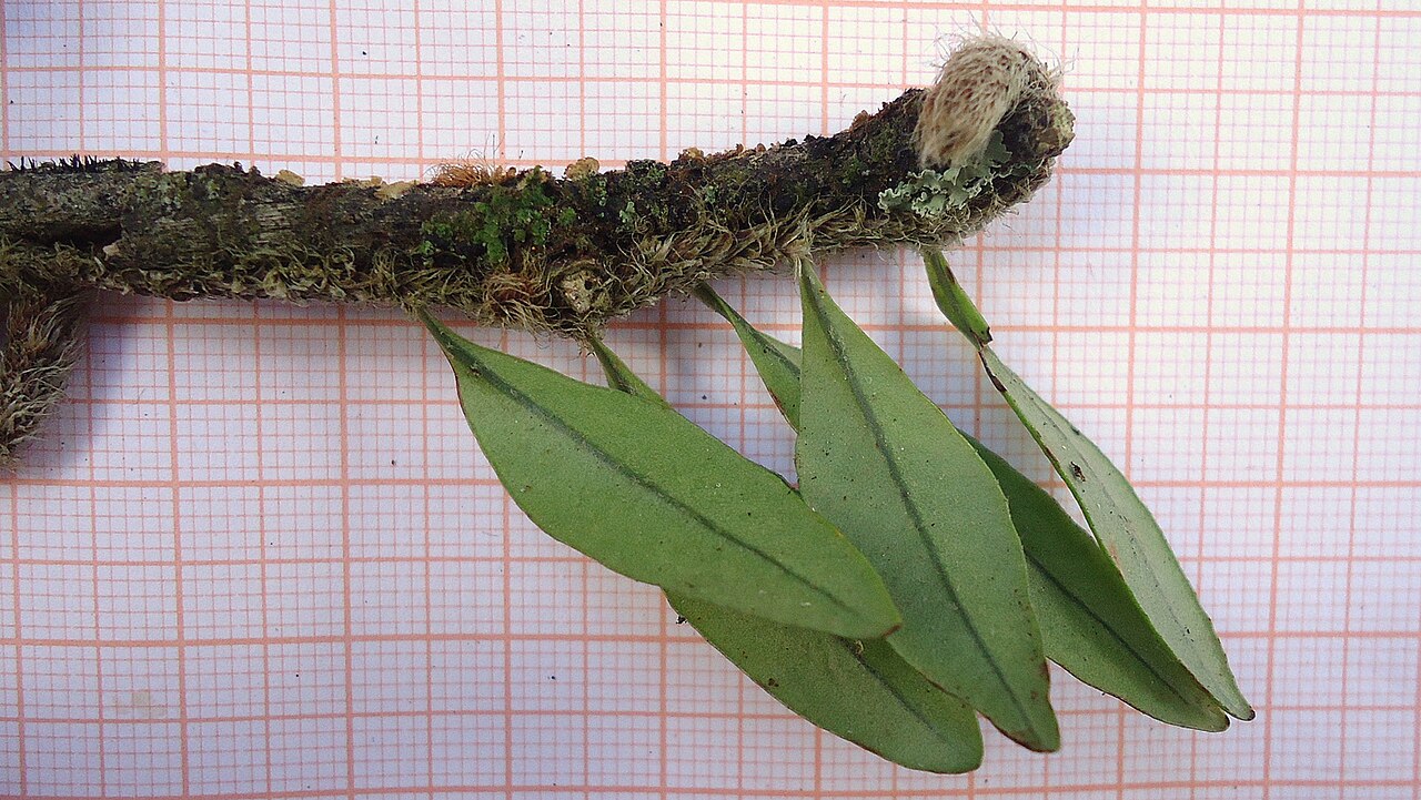 Microgramma vacciniifolia: Microgramma vacciniifolia (Langsd. & Fisch.) Copel.