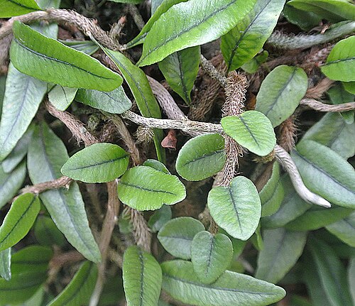 Microgramma vacciniifolia: A relative of the ferns, native to tropical South America. Polypodiaceae. UC Berkeley Botanical Gardens.