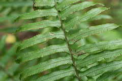 Microlepia hookeriana (Microlepia hookeriana)